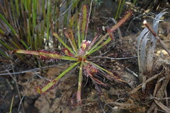 Drosera capensis