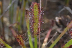 Drosera capensis