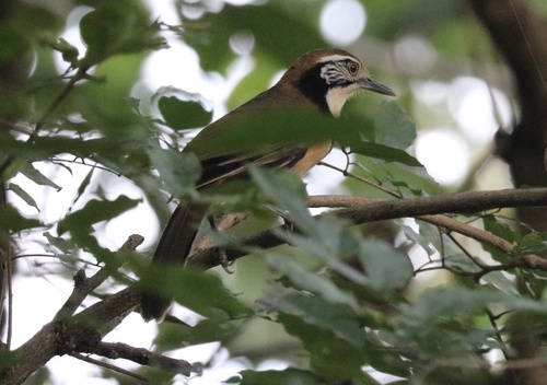Greater Necklaced Laughingthrush (Pterorhinus pectoralis), photo 10