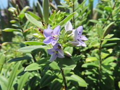 Veronica elliptica