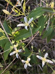 Clematis aristata