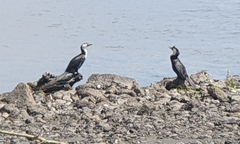 Microcarbo melanoleucos brevirostris