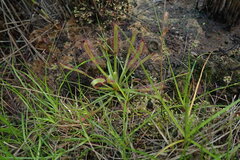 Drosera capensis