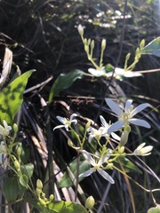 Clematis aristata