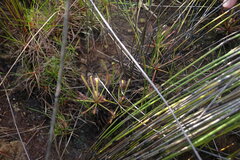 Drosera capensis