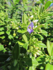 Veronica elliptica