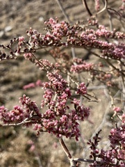 Eriogonum plumatella