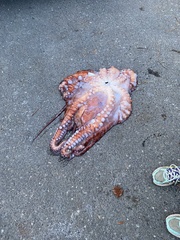 Enteroctopus dofleini