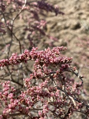 Eriogonum plumatella