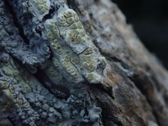 Pertusaria thiospoda