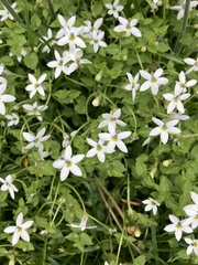 Lobelia pedunculata