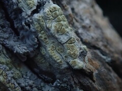 Pertusaria thiospoda