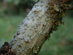 Pertusaria subplanaica