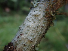 Pertusaria subplanaica