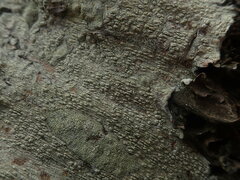 Pertusaria thiospoda