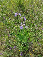 Iris setosa