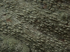 Pertusaria thiospoda