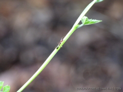 Odontomachus ruficeps