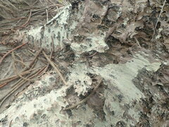 Pertusaria thiospoda