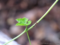 Odontomachus ruficeps