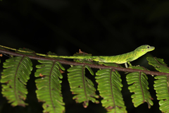 Anolis gemmosus