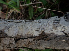 Pertusaria sorodes