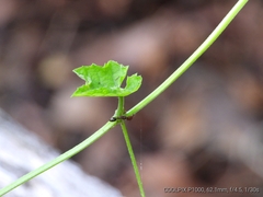Odontomachus ruficeps