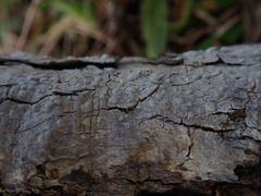 Pertusaria sorodes