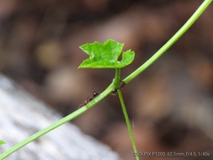 Odontomachus ruficeps