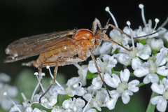Empis stercorea