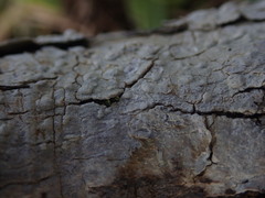Pertusaria sorodes