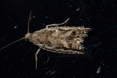 Holocola zopherana