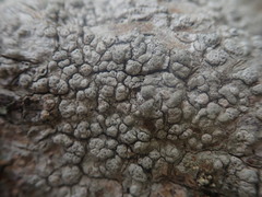 Pertusaria