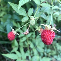 Rubus rosifolius