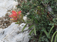 Castilleja rigida