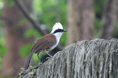 Garrulax leucolophus