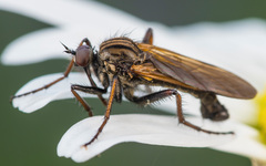 Empis tessellata