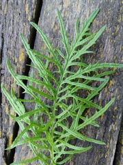 Senecio bipinnatisectus