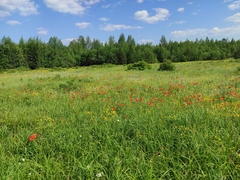 Lilium pensylvanicum