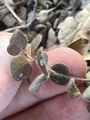 Lonicera hispidula