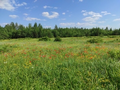 Lilium pensylvanicum