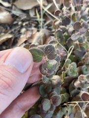 Lonicera hispidula
