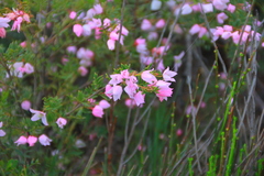 Boronia floribunda