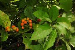 Solanum volubile