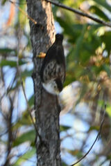 Daphoenositta chrysoptera