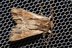 Ichneutica paracausta