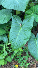 Xanthosoma
