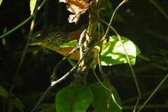 Thamnophilus doliatus