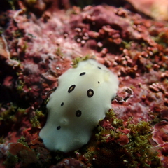 Diaulula sandiegensis