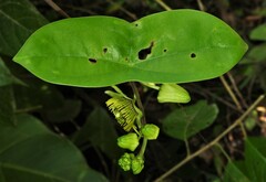 Passiflora sexocellata